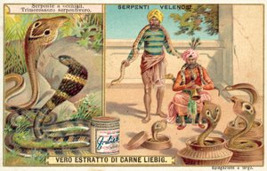 Kobra indická a zmije pitká (chromolitho) od European School