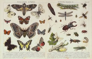 Hmyz a jiní bezobratlí (chromolitho) od European School