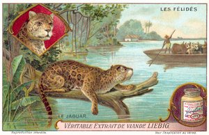 Jaguar (chromolitho) od European School