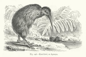 Kiwi-kiwi nebo Apteryx (rytina) od European School
