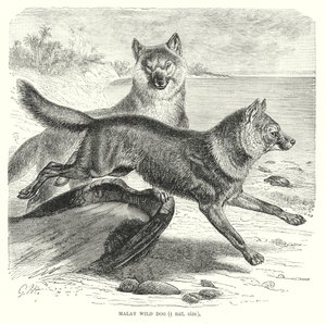 Malajský divoký pes (rytina) od European School