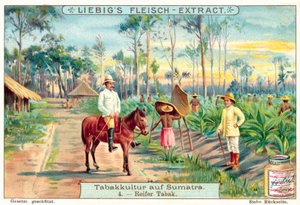 Zralé rostliny tabáku (chromolitho) od European School