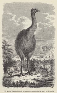 Moa, nebo Gigantic Dinornis (D giganteus) obnoven; a Apteryx, A Mantelli (rytina) od European School