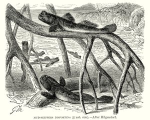 Bahenní kapitáni při plavbě (rytina) od European School