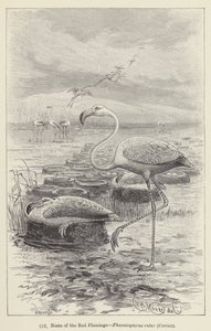 Hnízda červeného plameňáka, Phoenicopterus ruber, Cuvier (rytina) od European School