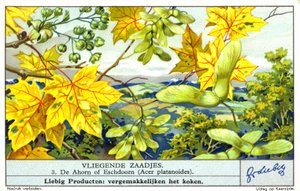 Javor mléč (Acer platanoides) (chromolit) od European School