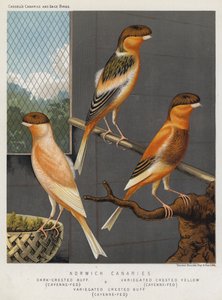 Norwich Canaries, Dark-Crested Buff, Cayenne-Fed, Variegated Crested Yellow, Cayenne-Fed, Variegated Crested Buff, Cayenne-Fed (barevná litografie) od European School
