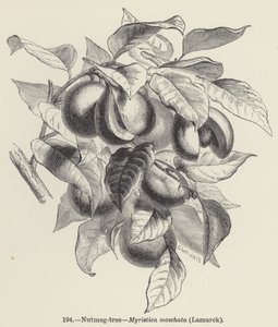 Muškátový oříšek, Myristica moschata, Lamarck (rytina) od European School
