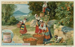 Sklizeň pomerančů v Itálii od European School