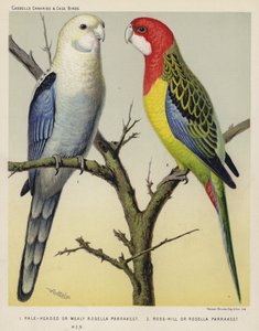 Pale-Headed nebo Mealy Rosella Parrakeet, Rose-Hill nebo Rosella Parrakeet, Hen (barevná litografie) od European School