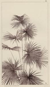 Palm (litografie) od European School