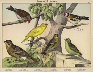 Passeres, Finches od European School