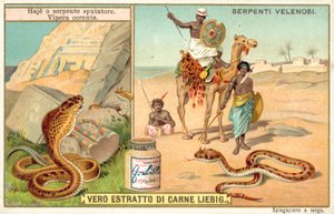 Plivající kobra a zmije rohatá (chromolitho) od European School