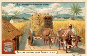 Plantáž cukrové třtiny, Kuba (chromolitho) od European School