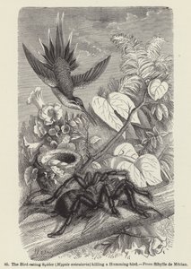 Ptačí pavouk (Mygale avicularia) zabíjející kolibříka (rytina) od European School