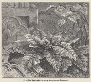 Mandragora, Atropa Mandragora, Linné (rytina) od European School