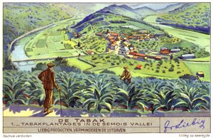 Tabáková plantáž v údolí Semois, Belgie (chromolit) od European School