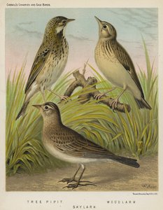 Pipit stromový, skřivan lesní, skřivan mrakodrap (barva lito) od European School