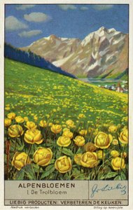 Trollius (Globeflower) (chromolitho) od European School