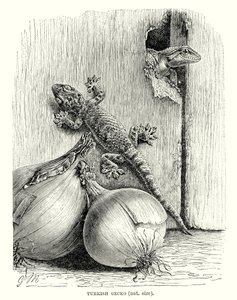 Gekon turecký (rytina) od European School