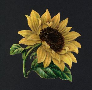 Viktoriánské zbytky: slunečnice (chromolitho) od European School