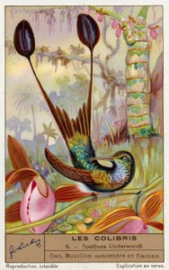 Bělonohá raketka (Spathura Underwoodii) (chromolitho) od European School