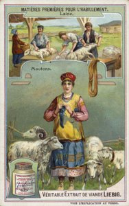 Vlna: ovce od European School