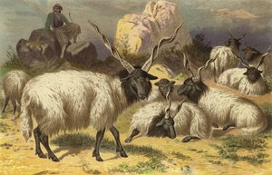 Zackelschaf od European School