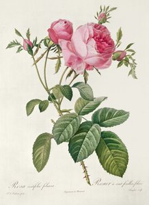 Teorie, les Roses, Rosa Centifolia Foliacea (litografie) od Eustache Hyacinthe Langlois