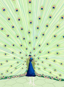 Peacock, 2025 (digitální umění) od Evan Sklar