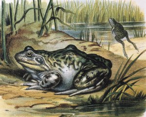 Bullfrog. Obojživelník z čeledi Ranidae. Rytina podle obrazu F. Padra. Rytina.