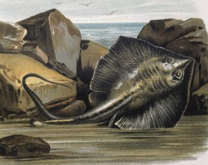 Rejnok obecný (Trygon pastinaca).