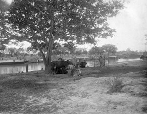 Dobytek, Alipore, Indie, 1905-1906
