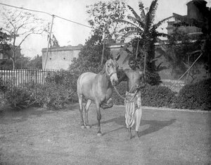 Muž s koněm, Alipore, Indie, 1905-1906