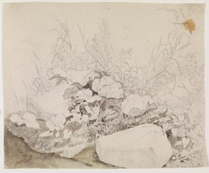 Rostliny a skály. Detailní studie