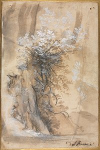 Kvetoucí keř nad erodovanou bankou od Federico Barocci