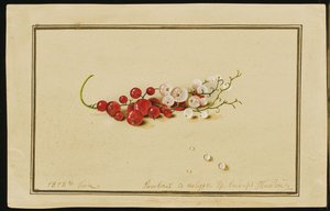Červený a bílý rybíz, 1818
