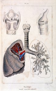Anatomická ilustrace F. E. Guerina. Z Dictionnaire pittoresque d