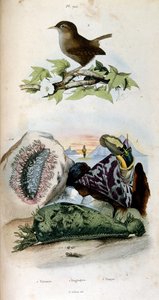 Botanické a zoologické ilustrace F. E. Guerin. Z Dictionnaire pittoresque d