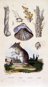Botanické a zoologické ilustrace F. E. Guerin. Z Dictionnaire pittoresque d