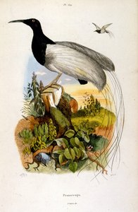 Botanické a zoologické ilustrace F. E. Guerin. Z Dictionnaire pittoresque d