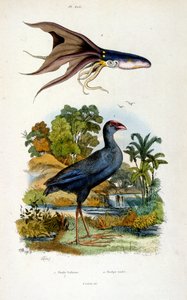 Botanické a zoologické ilustrace F. E. Guerin. Z Dictionnaire pittoresque d