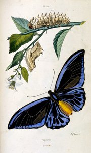 Botanické a zoologické ilustrace F. E. Guerin. Z Dictionnaire pittoresque d