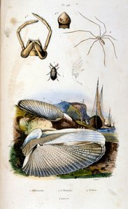 Botanické a zoologické ilustrace F. E. Guerin. Z Dictionnaire pittoresque d