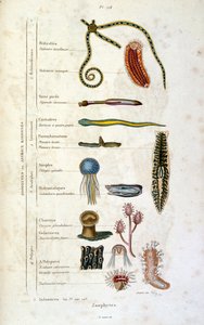 Botanické a zoologické ilustrace F. E. Guerin. Z Dictionnaire pittoresque d