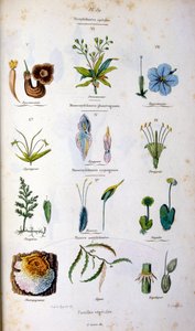 Botanické a zoologické ilustrace F. E. Guerin. Z Dictionnaire pittoresque d