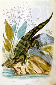 Botanické a zoologické ilustrace F. E. Guerin. Z Dictionnaire pittoresque d