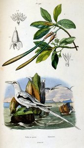 Botanické a zoologické ilustrace F. E. Guerin. Z Dictionnaire pittoresque d