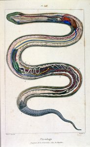 Botanické a zoologické ilustrace F. E. Guerin. Z Dictionnaire pittoresque d