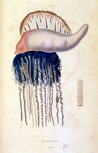 Botanické a zoologické ilustrace F. E. Guerin. Z Dictionnaire pittoresque d